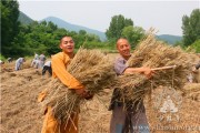 Καλοκαιρινός Θερισμός Στο Αγρόκτημα Τσαν